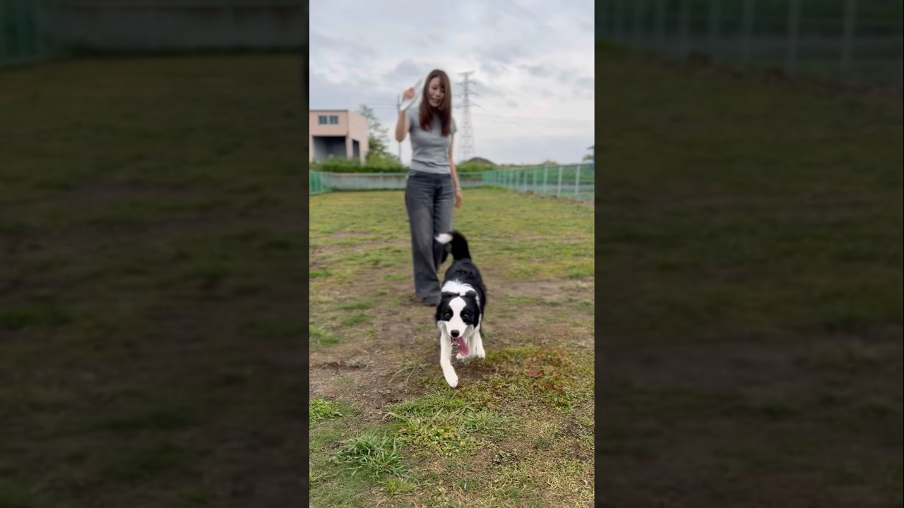 ボーダーコリーの相棒キレキレダンス✨　#dog #doglife #dogtricks