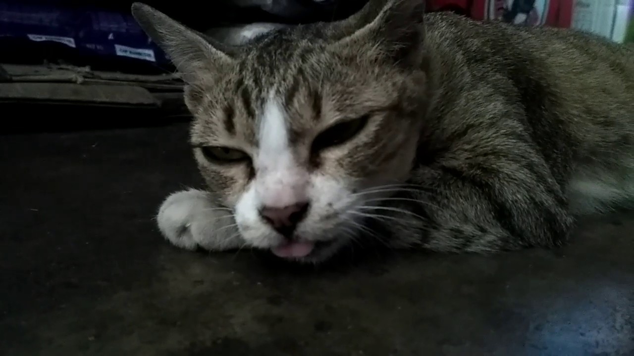 Tired cat fall asleep 