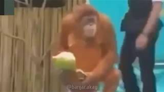 Monyet bahasa Banjar | Banjar Akay