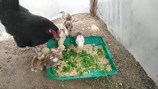 تربية الدجاج البلدي....... وترتيبه من الكبير إلى الصغير