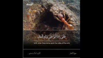 سورة النمل 💚القرآن الكريم .. حالات واتس اب' إسلام صبحي