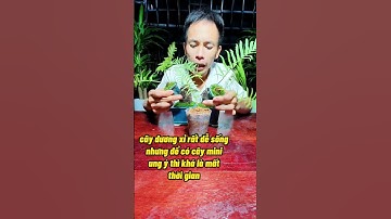 Cách trồng cây dương xỉ mini #namxelan90  #caycanh #caymini #caygiong #trongcay #vmm