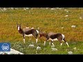 Reserva natural del Cabo de buena esperanza. Documental Completo