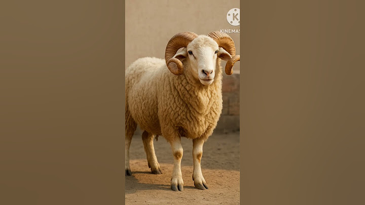 Eid al-Adha sacrificial ram