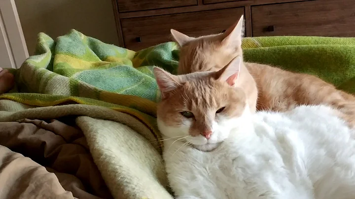 Cats grooming each other.....heaven...