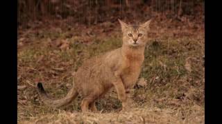 Chausie Cat and Kittens | History of This Charming Breed by Rony Animal World 1,450 views 7 years ago 3 minutes, 56 seconds