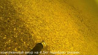 Подводная охота Волга толстолобик на 15кг глубина 17 метров