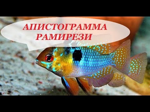 Апистограмма Рамирези в аквариуме. Содержание, разведение, совместимость.