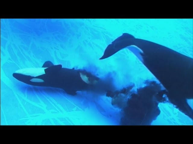 シャチの赤ちゃん誕生 名古屋港水族館で初 Youtube