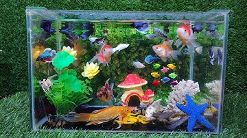 Tổng hợp các video cá cảnh đẹp, động vật dễ thương, vịt con, cá lau kiếng, cá hạc, cá ngựa,cá vẹt