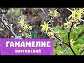 Необычный кустарник | Гамамелис виргинский | Любимые растения