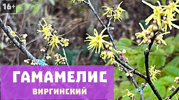 Необычный кустарник | Гамамелис виргинский | Любимые растения
