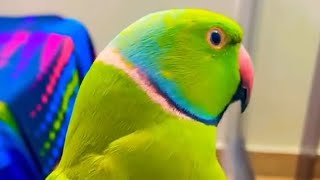 Cute Talking parrots and their beautiful sounds