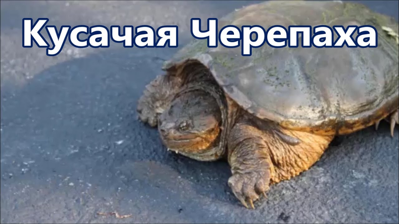Черепашка в машину