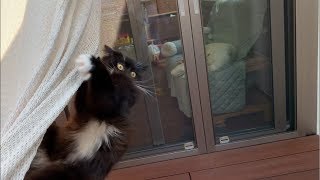 ハンモックのてっぺんを目指す猫 ラガマフィン Cat climbing a hammock.Ragamuffin.