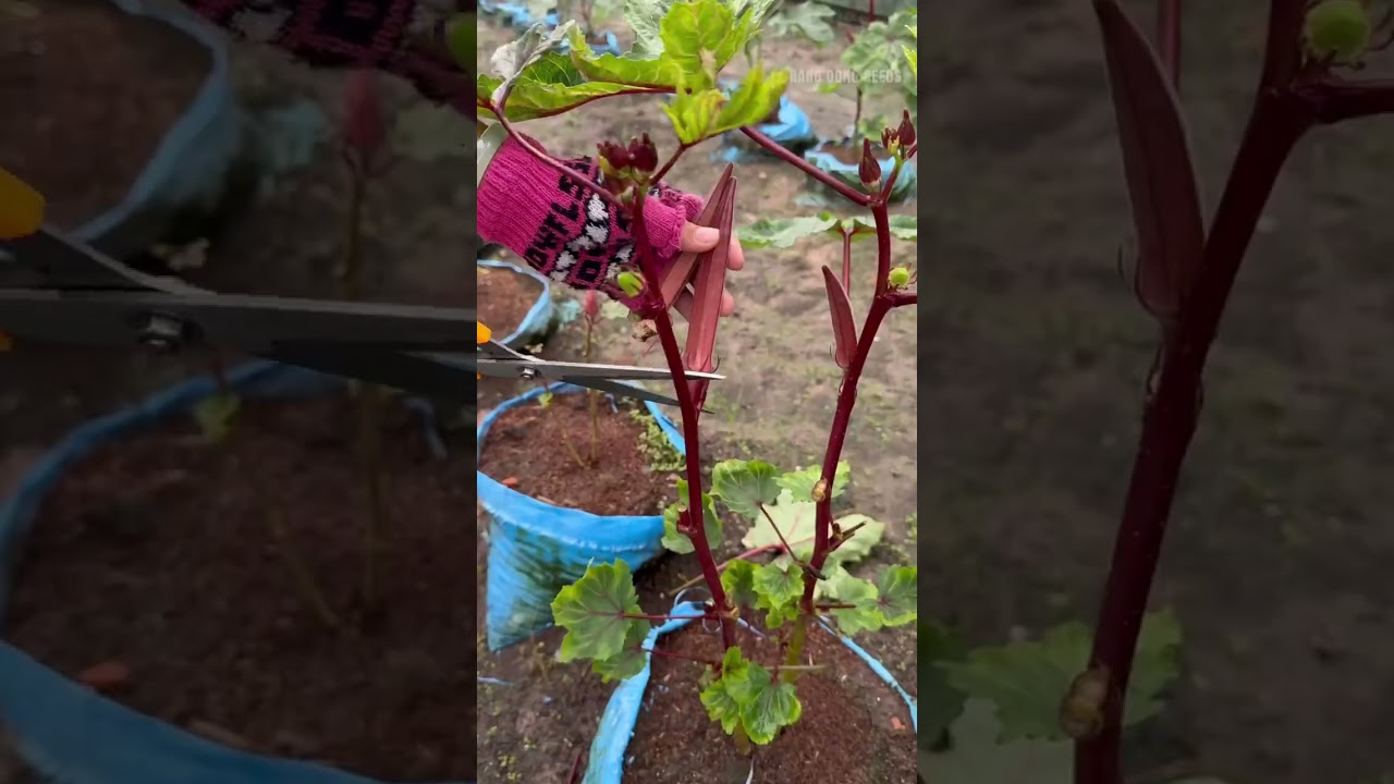 Thu hoạch Rau củ quả Rạng Đông #hatgiongrangdong #rangdongseeds