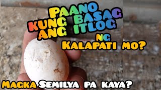 Paano kung Basag ang Itlog ng Kalapati?