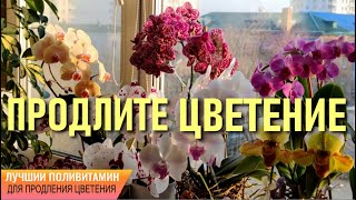 СРЕДСТВО, КОТОРОЕ НАВЕРНЯКА ПОМОЖЕТ ПРОДЛИТЬ ЦВЕТЕНИЕ ОРХИДЕИ! УНИКАЛЬНЫЙ ПОЛИВИТАМИН ДЛЯ ОРХИДЕЙ!!!