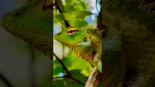 Lizard 🦎 4K | #animals #nature #shorts |￼