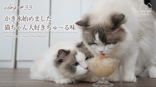 ラグドール猫の初めてのかき氷｜Ragdoll Cat nibbling on first snow cone. 【#33】