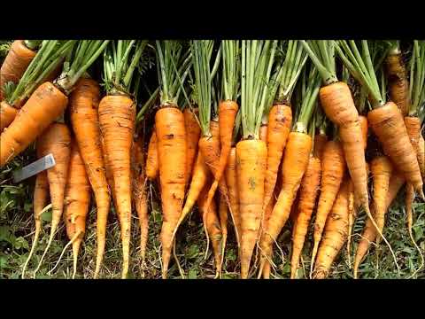 Vidéo: 15 Des Meilleures Carottes Pour La Consommation Fraîche Et Le Stockage. Description, Photo