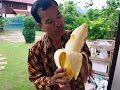 Fruits King - The Largest Fruits in The World