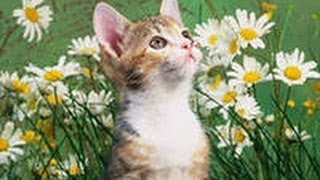 КОТ ЛОВКИЙ РЫБАК ПРИКОЛ КОТ ЛОВКИЙ РЫБАК ПРИКОЛ