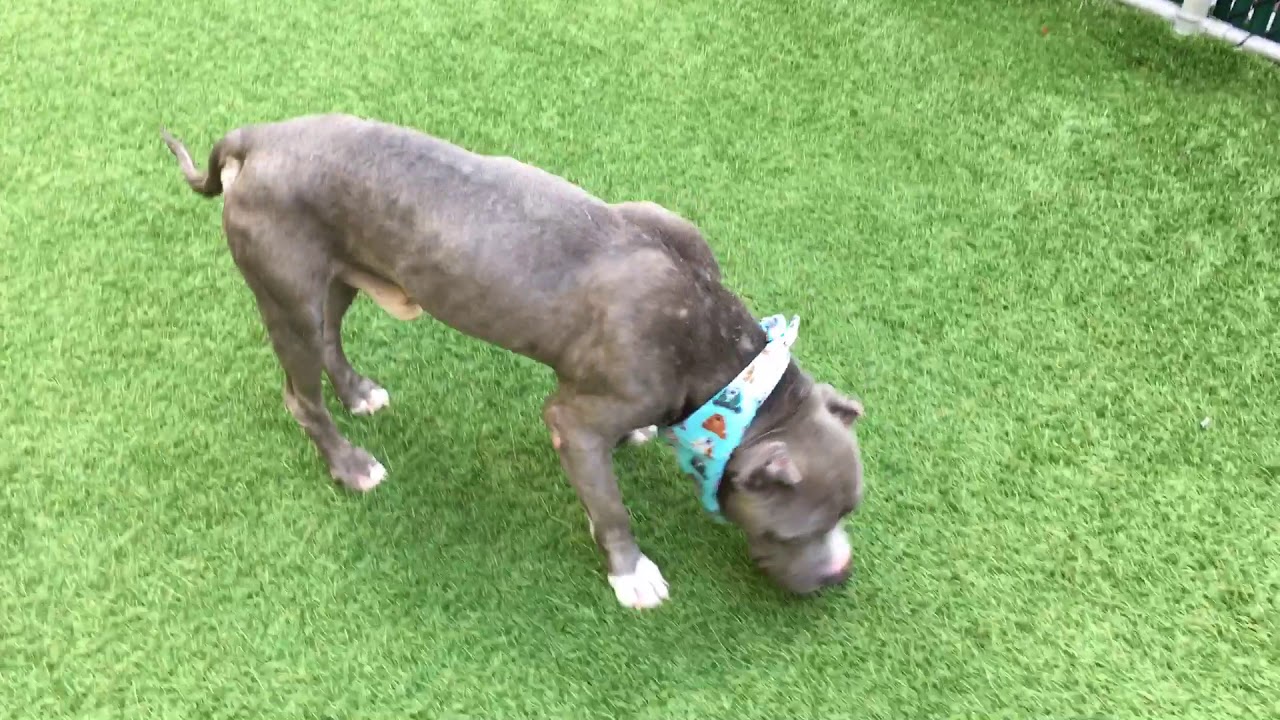 camera iphone 8 plus apk Sweet and friendly Deuce 70527/NYCACC