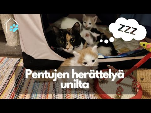 Video: Yleiset terveyskysymykset pennuissa