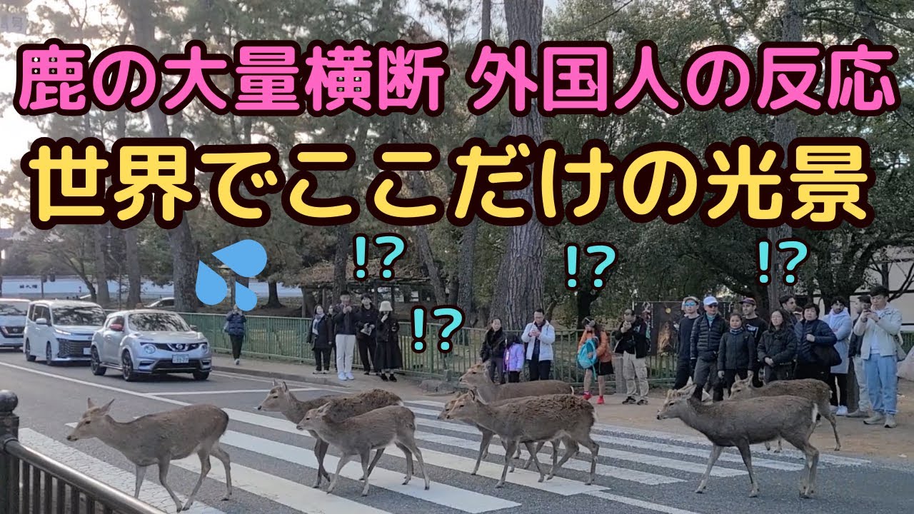 拡散希望】奈良公園の鹿を車で轢いたら罰金！？ 知っておきたいルール 