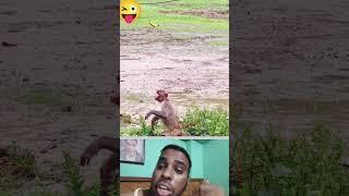 monkey is jumping for banana #shortvideo #funny