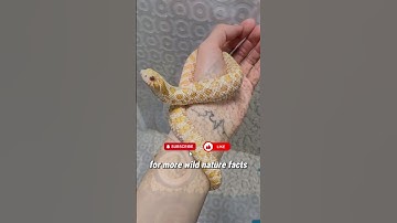 This Snake Deserves an Oscar! 🐍🎭 #shorts