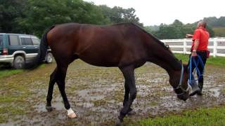 【競馬 第二のストーリー】凱旋門賞特別企画～オルフェーヴルの相棒・アヴェンティーノの今(1)
