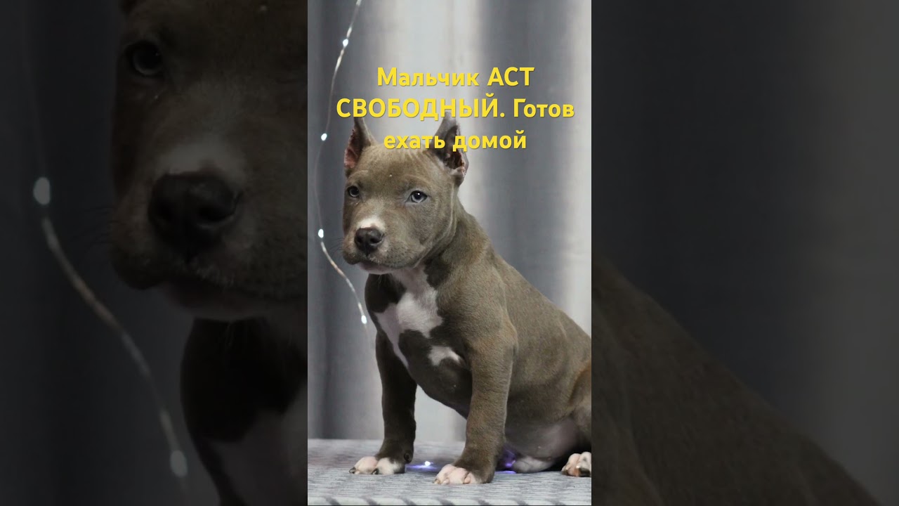 Готов к переезду . Американский Стаффордширский терьер. 55000 р.89774808900 Тамара 