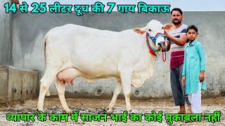 30000 में ले जाओ सबसे अच्छी गाय। 14 से 25 लीटर दूध वाली 7 गाय बिकाऊ। 7 Desi Breed Cows For Sale