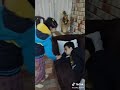 مقلب الشبشب