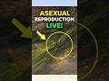 Toot Kar Bhi Zinda 😳 | Asexual Reproduction