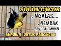 PANCINGAN SOGON GACOR NGLEPER MEMANGGIL LAWAN.ampuh untuk pancingan sogon bahan agar bunyi