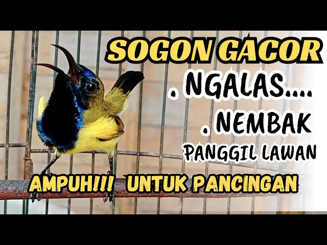 PANCINGAN SOGON GACOR NGLEPER MEMANGGIL LAWAN.ampuh untuk pancingan sogon bahan agar bunyi class=