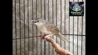 Masteran Ampuh Cigun gacor Full Ngebren.