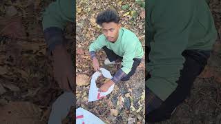 Day 3 of King Chilli Farming 🌶️🔥Assam ka pride, world’s hottest chilli