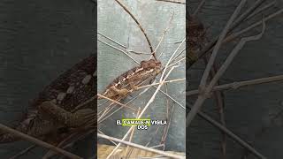 🦎 El rey del camuflaje