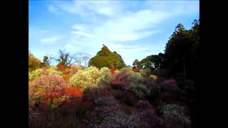 Jardín de ciruelas japonesas
