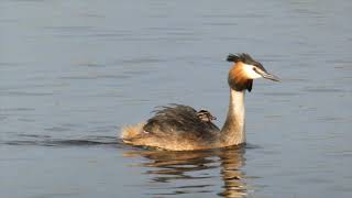 Poussins De Grèbe Huppé - Great Crested Grebe Chicks