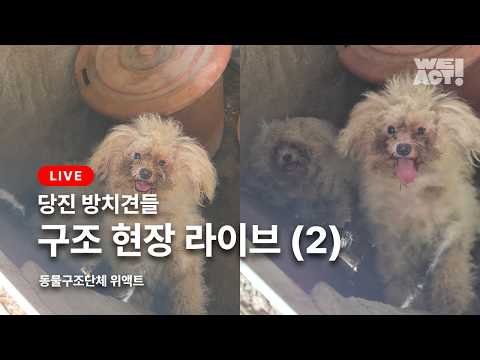 (Live) 남겨진 개들 구조 현장 (2)  ⎸ 동물구조단체 #WEACT thumbnail