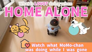【LOVOT】What Does AI Pet Robot MoMo-chan Do When Home Alone | I Did an Experiment!