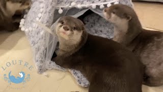 Otter Godzilla Will Show Up?!