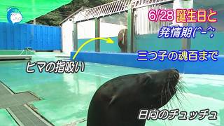 【アシカ】日向の誕生日ではありますが。。。（伊勢シーパラダイス／水族館）