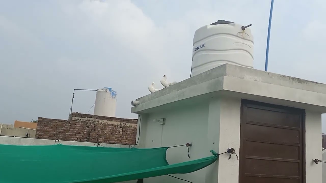 Aj ke vlog me pigeons ne anda dya or mene gold murgi ka anda bhi pigeons ko hatch krne k lye de dya