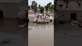 Poor Family Moving During Flood #video #villagelife #viralvideo  #shorts